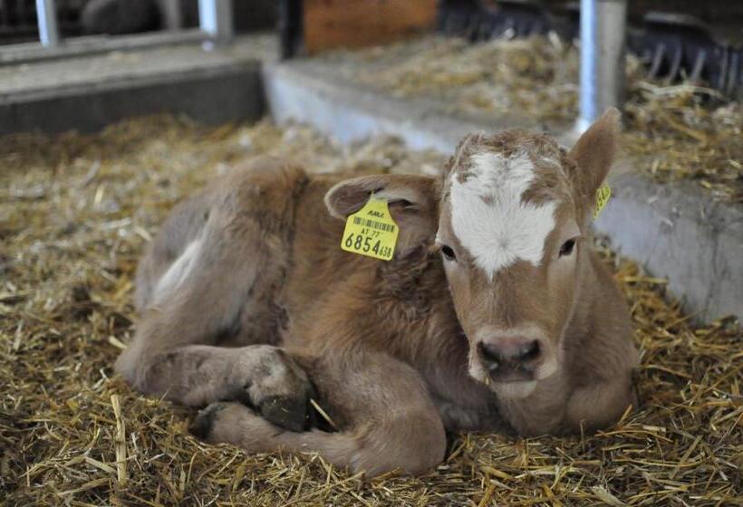 ホテル Stockreiter Vulgo Grillschmied