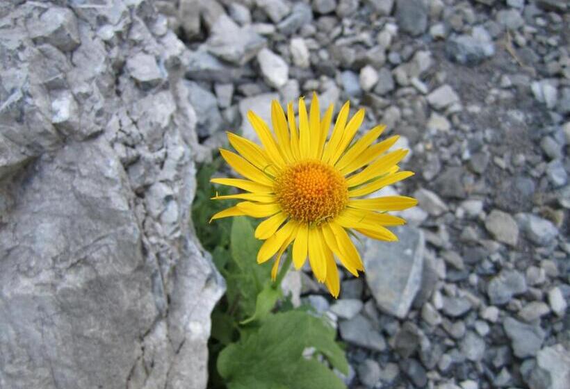 Пансион Elisabeth Serfaus Inkl Der Super Sommer Card Im Sommer 2025