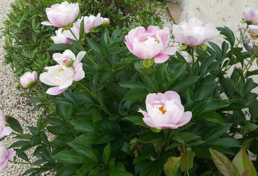 Bed and Breakfast La Champrenière