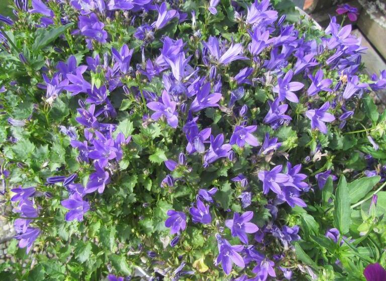 住宿加早餐  Pension Staldacher