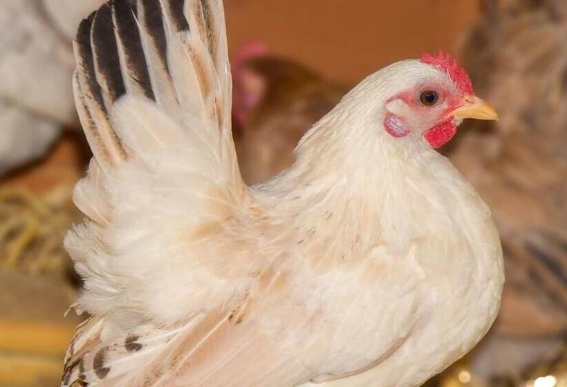 בית מלון כפרי Ausserwieserhof