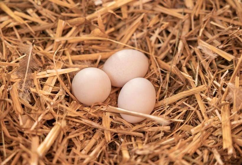 בית מלון כפרי Ausserwieserhof