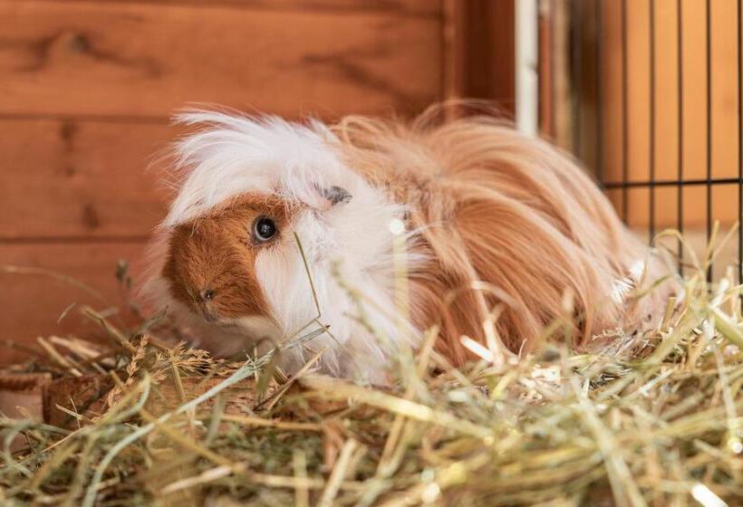 בית מלון כפרי Ausserwieserhof