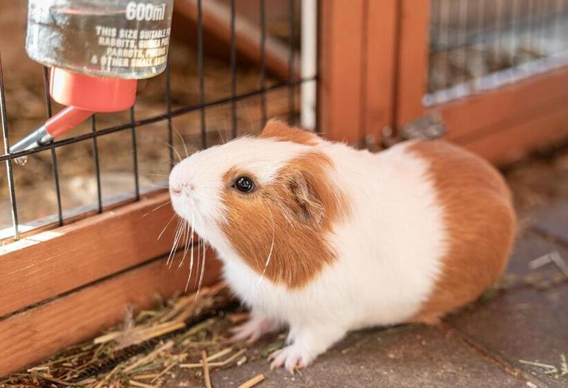 בית מלון כפרי Ausserwieserhof