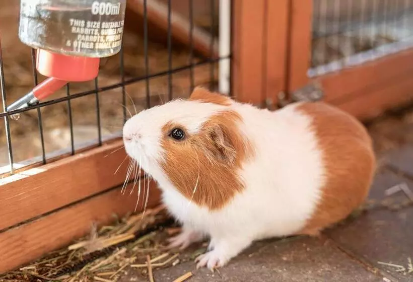 ホテル Ausserwieserhof