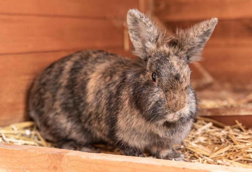 בית מלון כפרי Ausserwieserhof