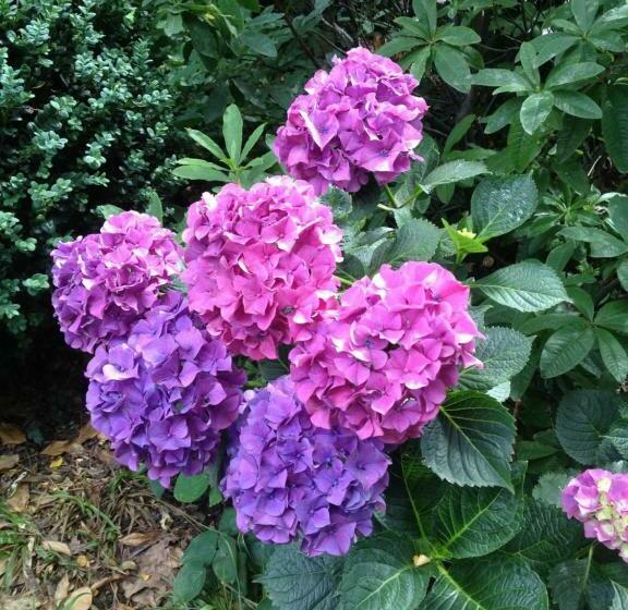 ペンション Alte Remise