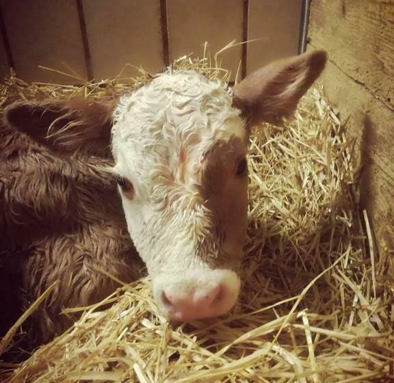 بنسيون Ferienhof Kreilgut