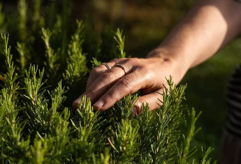 ホテル Fonte De  Medici