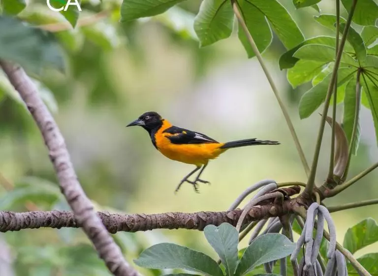 酒店 Canto Das Aguas Roteiro De Charme