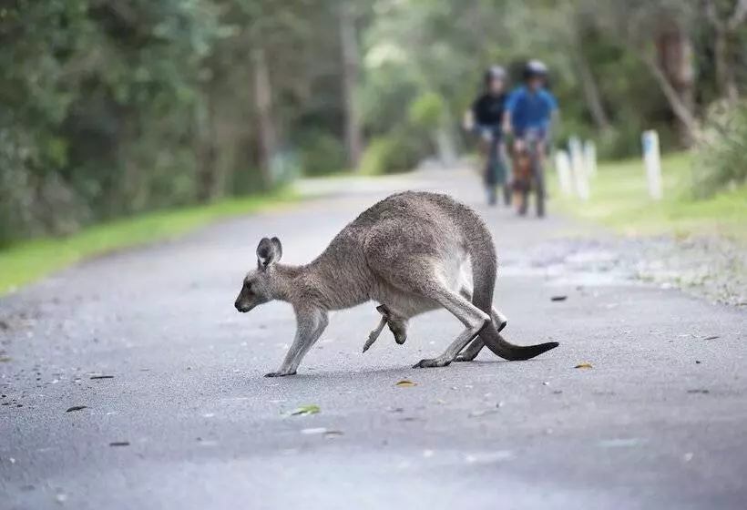 Курорт Nrma Myall Shores Holiday Park