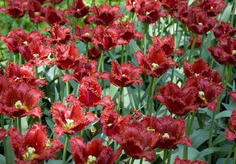 בית מלון כפרי Courtyard By Marriott Fayetteville