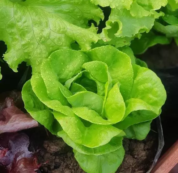 Szálloda Le Palais Juliana