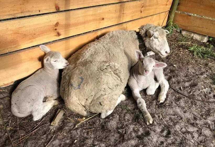 مسافرخانه Herdade Do Freixial Turismo Rural