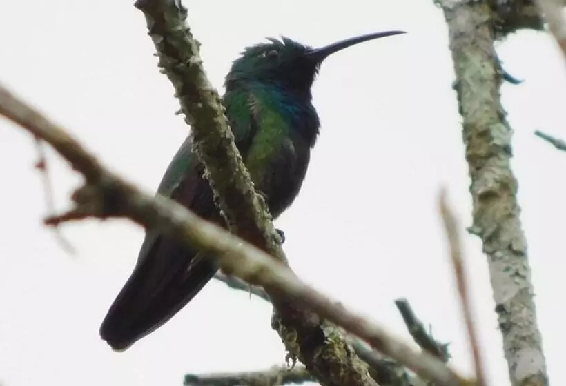 Отель Guayabo Lodge