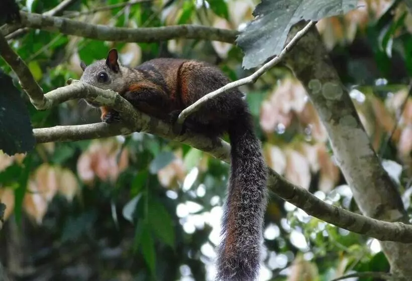 Отель Guayabo Lodge