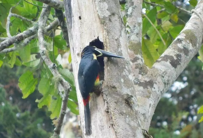 Отель Guayabo Lodge