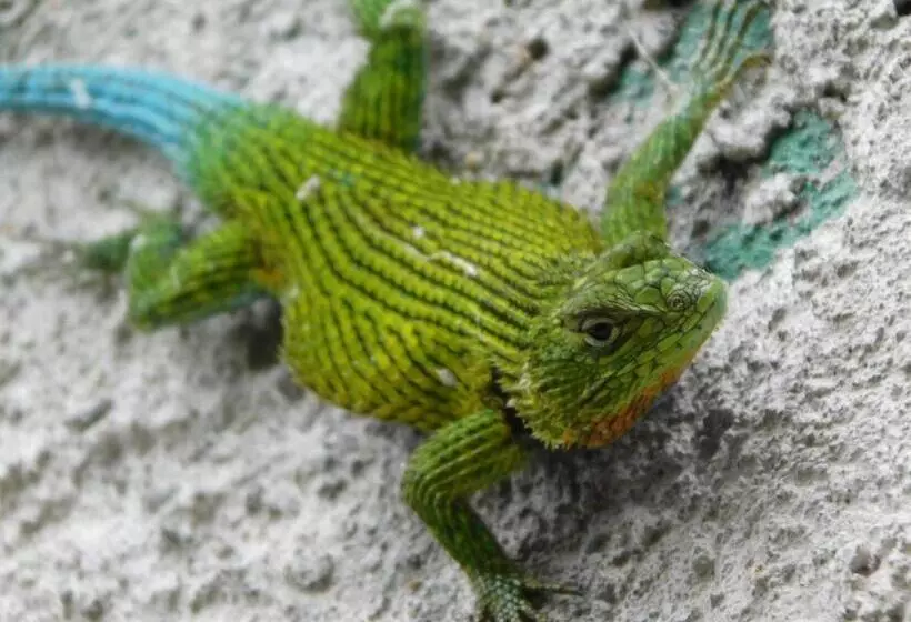 Отель Guayabo Lodge