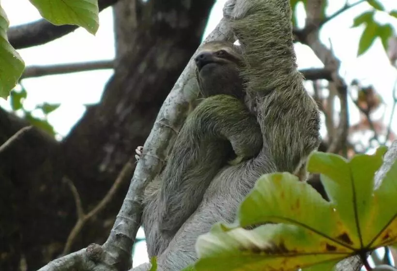 Отель Guayabo Lodge