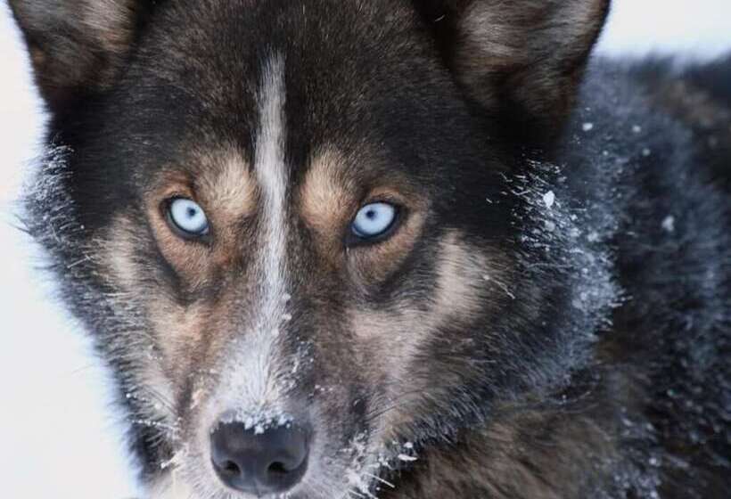 בית מלון כפרי Engholm Husky Design Lodge