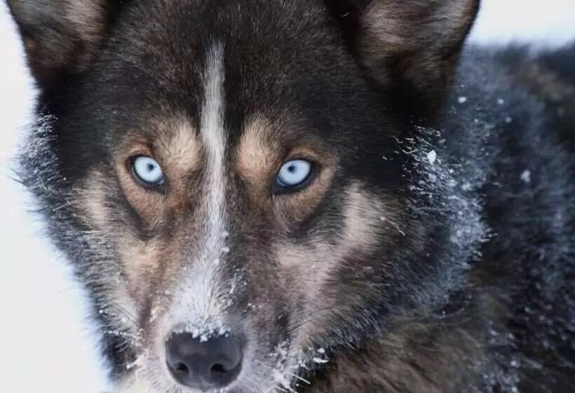 Hotel Engholm Husky Design Lodge