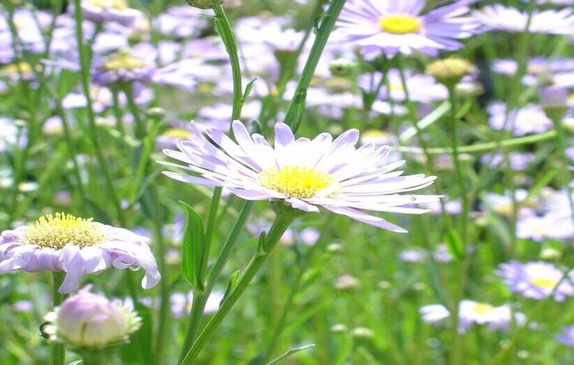 בית מלון כפרי Kameya