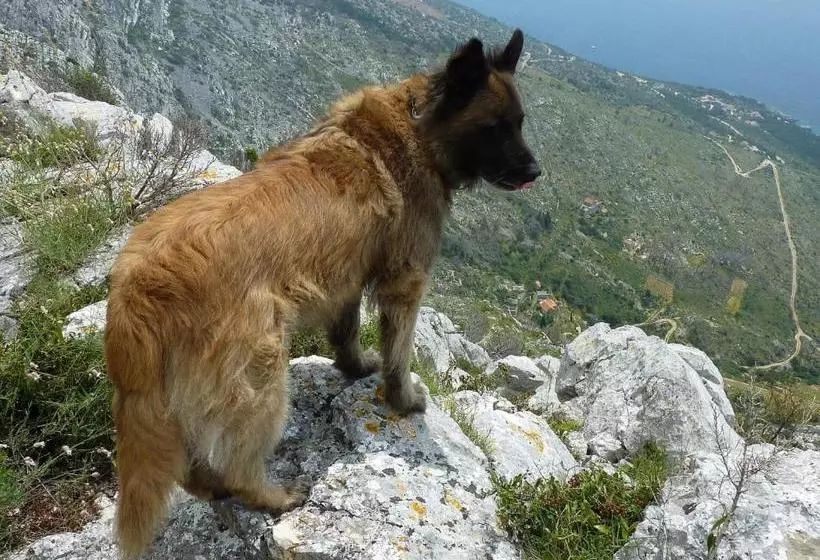 Apartments And Rooms Rogosic