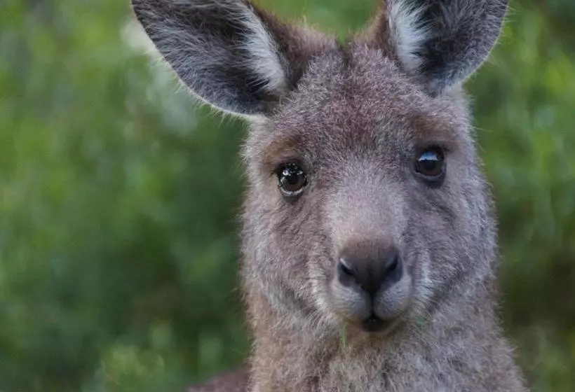 فندق Gipsy Point Lakeside