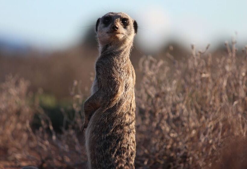 בית מלון כפרי De Zeekoe Guest Farm