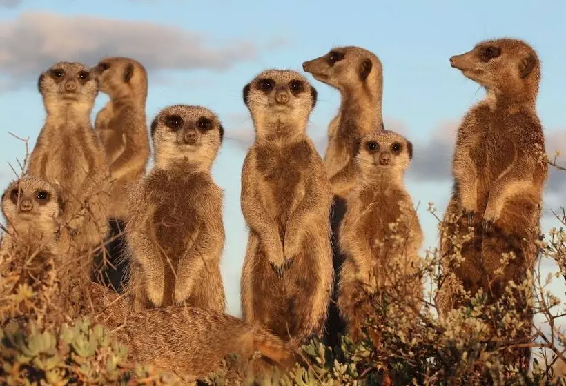 Hotel De Zeekoe Guest Farm