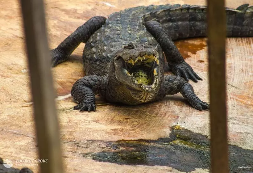 酒店 Coconut Grove Beach Resort