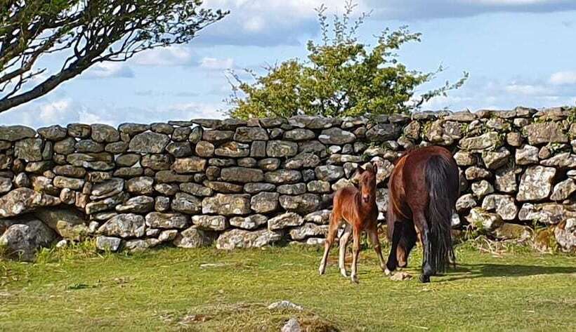 호텔 Eastwrey Barton Country House
