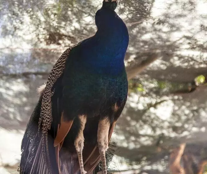 Hotel Golden Age Crystal Bodrum   All Inclusive