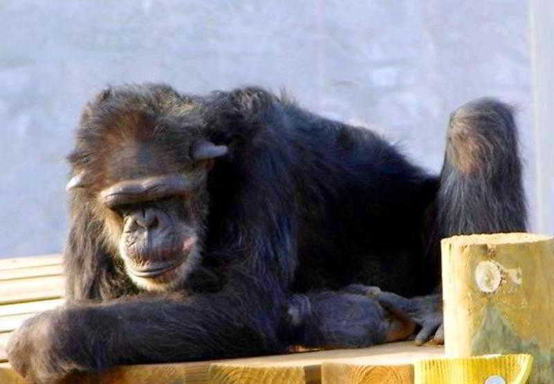 فندق Courtyard Shreveport Airport