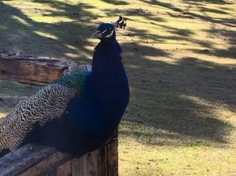 Hotel Fazenda Pampas