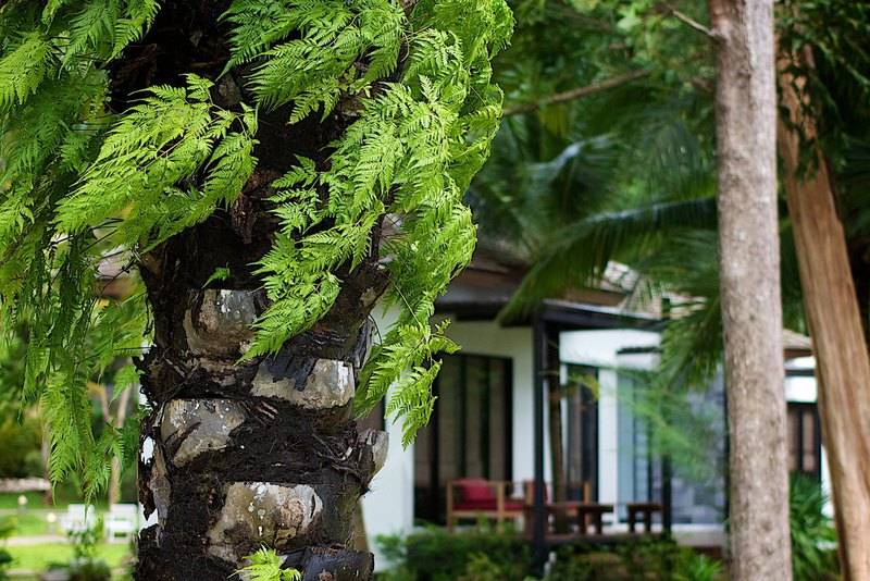 리조트 The Mangrove By Blu Monkey