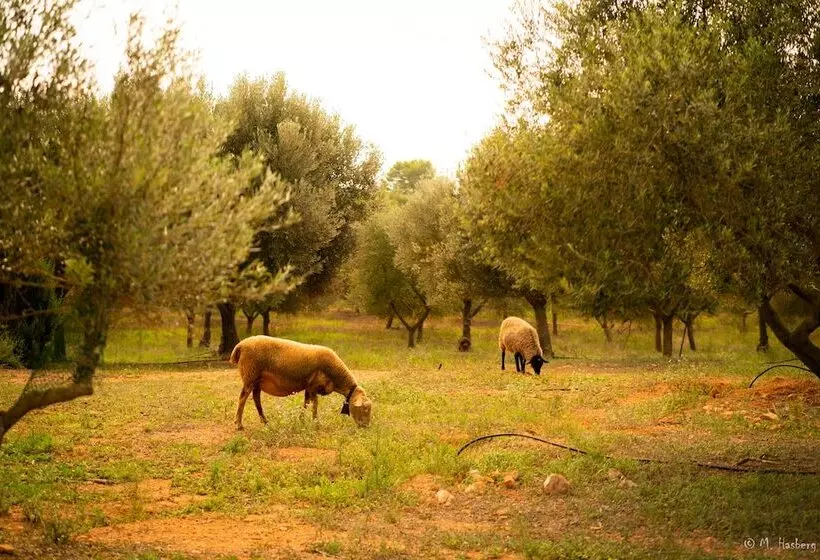 Agroturisme Son Barceló Mas