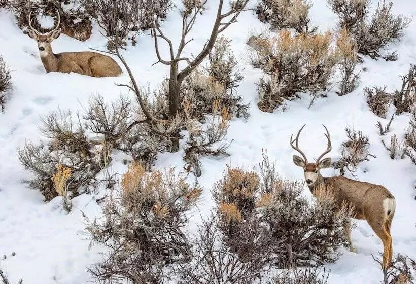 Hotelli Minecart Motor Lodge