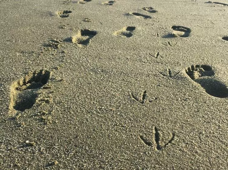 Мотель Beachfront White Sands