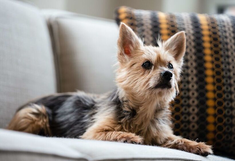 Hyatt House Raleigh North Hills