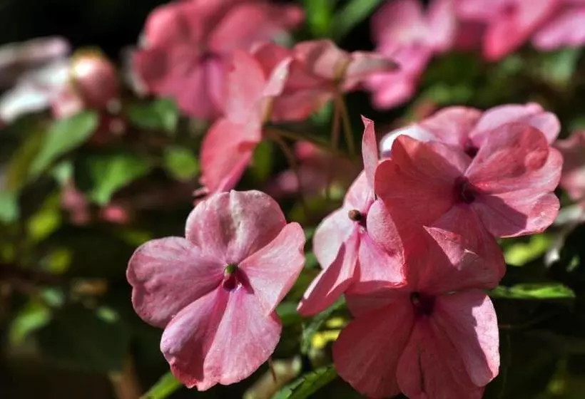 The Avalon Hotel In Catalina Island