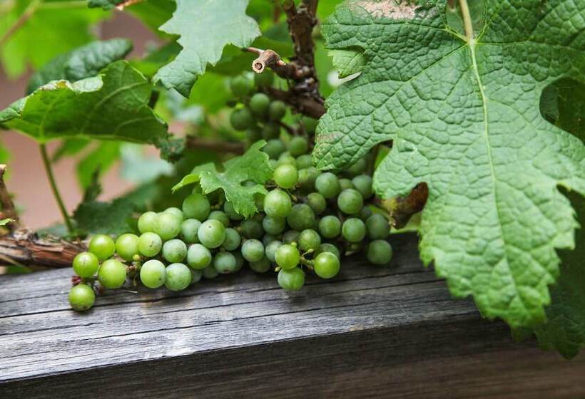 فندق Wine Country Inn Palisade