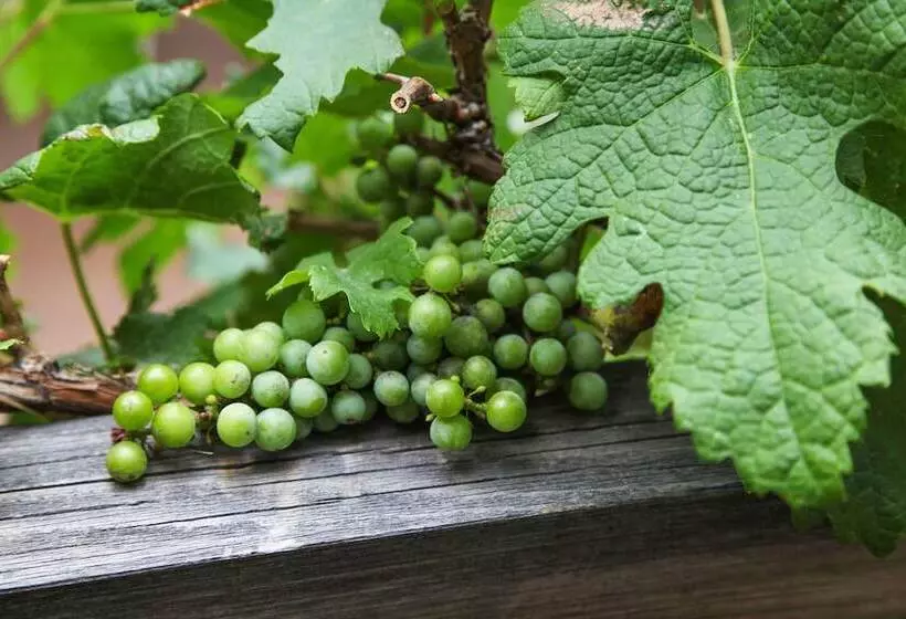 ホテル Wine Country Inn Palisade