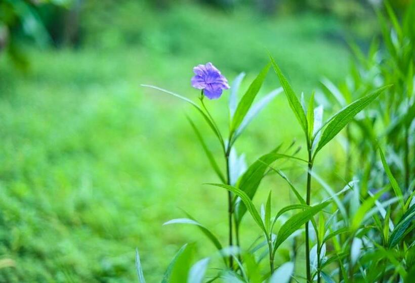 Отель Viaja Con Ganas Colibri