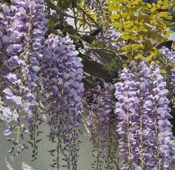 צימר Les Glycines De Monchy  Chambres D Hôtes