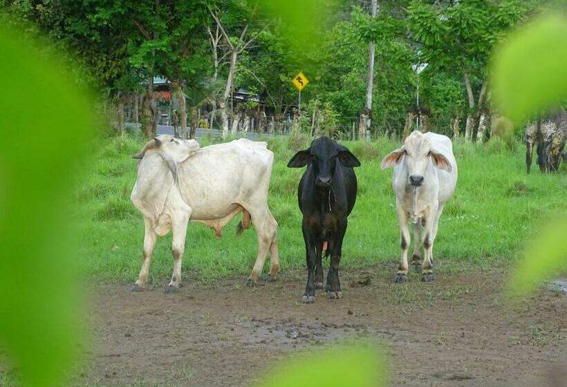 ホテル Finca Libelulas