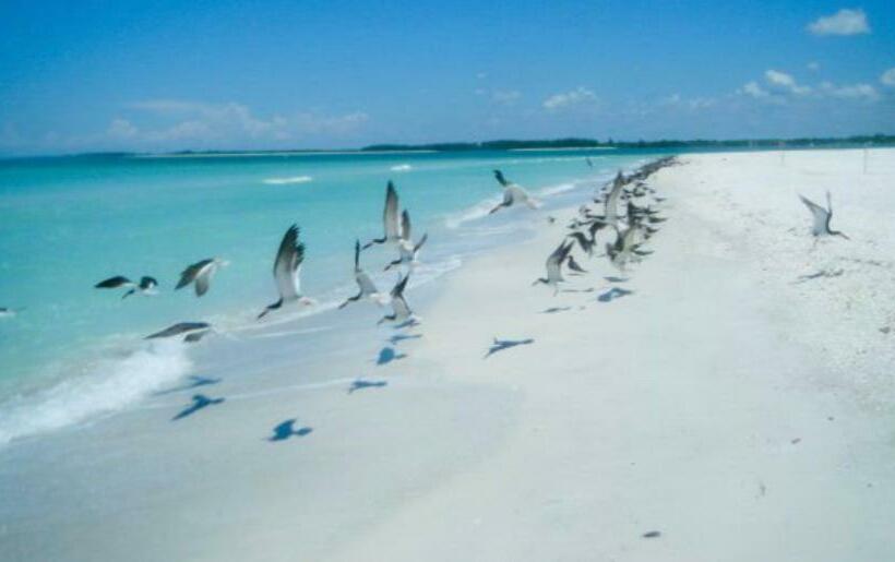 Panzió Paradise Found   Private Oasis With Heated Pool On Marco Island