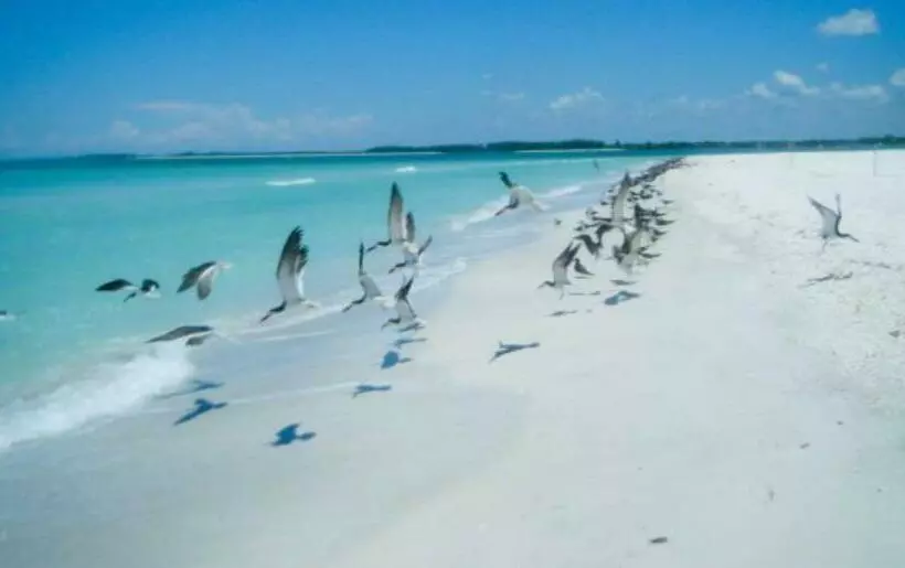 ペンション Paradise Found   Private Oasis With Heated Pool On Marco Island