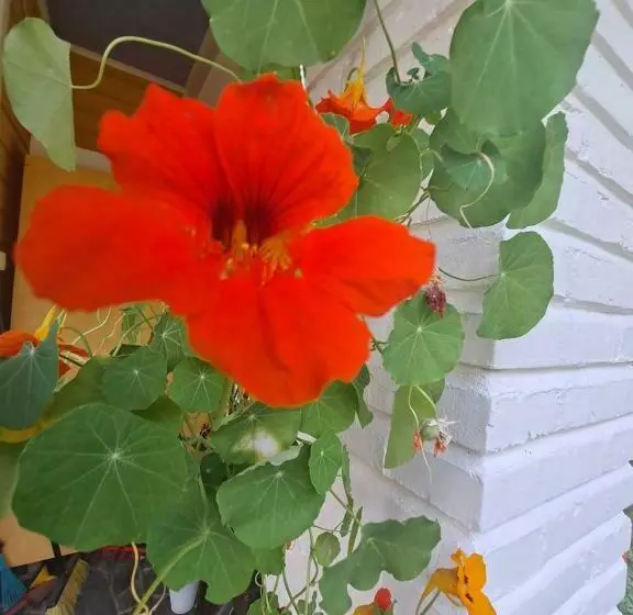 تختخواب و صبحانه Villa Amy