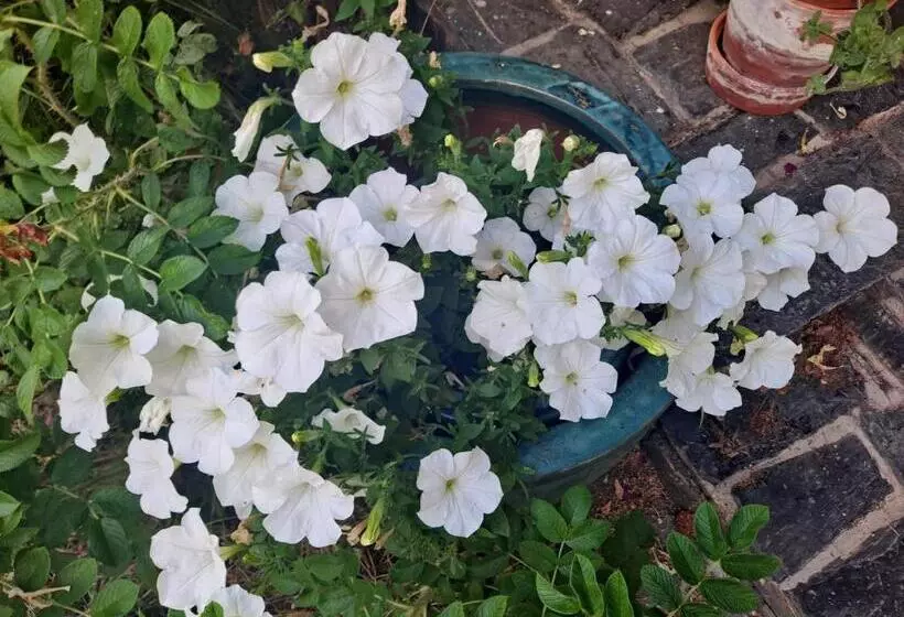 تختخواب و صبحانه Villa Amy